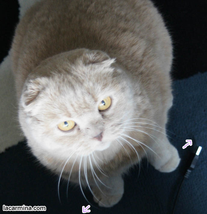 CAT STRETCH YOGA POSE. FOLDED EARED RARE BREED OF CAT, SCOTTISH FOLD OR COUPARI SHOW CAT WINNER. CUTE FACE KITTY, world's fattest cat, overweight pets, plump housecats, famous pets in movies, lolcat photos, silly pet pose pictures, earless cat, fat cats, pet housecats, Famous celebrity pets, baby Scottish Fold, purebred cats, flop-eared fold breeders, small ears big face,  スコティッシュフォールド,  猫 