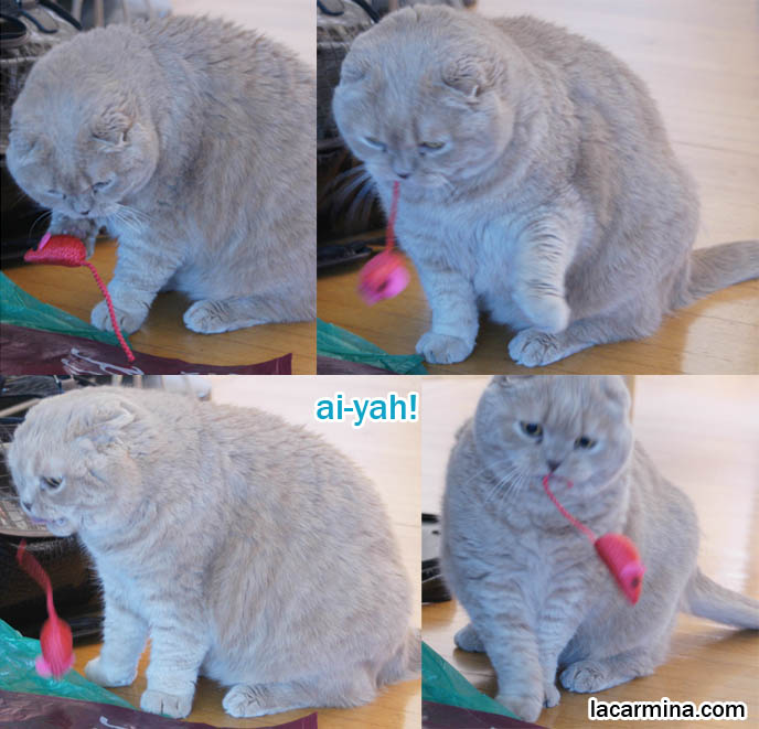 CAT CATCHING & TOYING WITH MOUSE, HOLDING PINK RAT TOY IN JAWS, SWATTING PREY WITH PAWS. PREDATOR CATS, domestic housecats wild, cute pet photos, playing housecat, fun lolcat photos, silly pet pose pictures, earless cat, fat cats, pet housecats, Famous celebrity pets, baby Scottish Fold, purebred cats, flop-eared fold breeders, where to buy scottish fold coupari cats,  スコティッシュフォールド,  猫 
