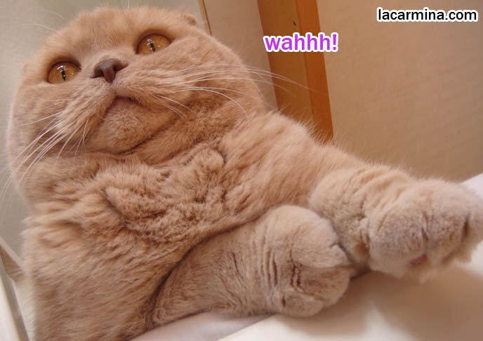 FATTEST CAT IN THE WORLD! ROUND, EARLESS SCOTTISH FOLD CAT, GIANT PAWS AND CHIN ROLLS. OVERWEIGHT PET HOUSECATS, domestic housecats wild, cute pet photos, playing housecat, fun lolcat photos, silly pet pose pictures, earless cat, fat cats, pet housecats, Famous celebrity pets, baby Scottish Fold, purebred cats, flop-eared fold breeders, where to buy scottish fold coupari cats, スコティッシュフォールド, 猫