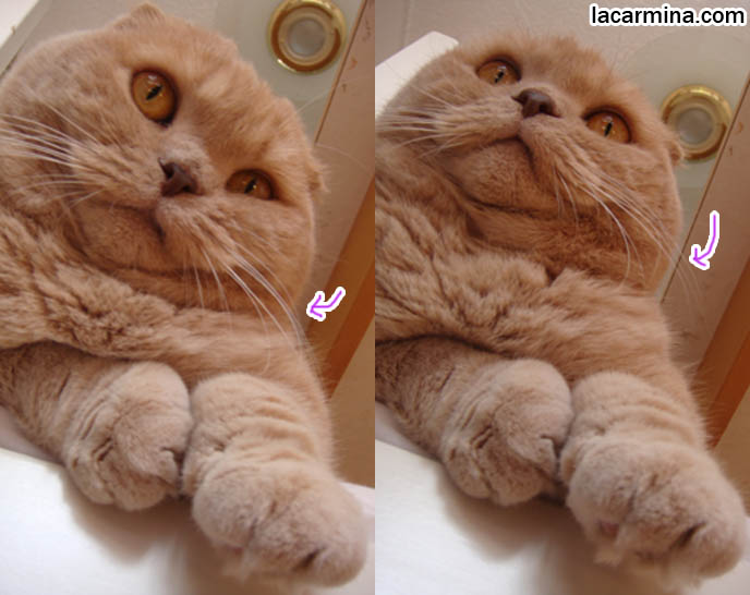 FATTEST CAT IN THE WORLD! ROUND, EARLESS SCOTTISH FOLD CAT, GIANT PAWS AND CHIN ROLLS. OVERWEIGHT PET HOUSECATS, domestic housecats wild, cute pet photos, playing housecat, fun lolcat photos, silly pet pose pictures, earless cat, fat cats, pet housecats, Famous celebrity pets, baby Scottish Fold, purebred cats, flop-eared fold breeders, where to buy scottish fold coupari cats, スコティッシュフォールド, 猫