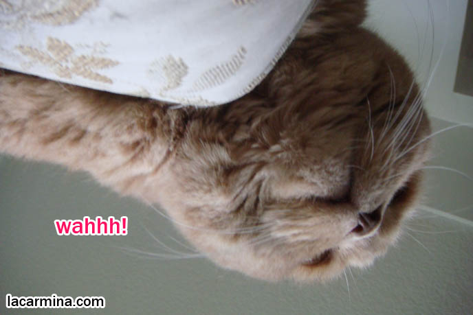 SCARY PHOTOS OF LOLCAT DANGLING OVER COUCH, EARLESS SCOTTISH FOLD CAT FACES, CLOSEUP FUNNY PICTURES OF PETS, FAT KITTENS, what to feed pet cats, cute LOLCAT pet photos, playing housecat, Japanese kittens, blogging kitties, silly pet pose pictures, earless cat, fat cats, pet housecats, Famous celebrity pets, baby Scottish Fold, purebred cats, flop-eared fold breeders, where to buy scottish fold cats,  スコティッシュフォールド,  猫 