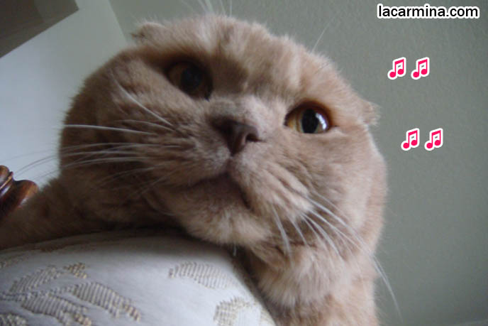 SCARY PHOTOS OF LOLCAT DANGLING OVER COUCH, EARLESS SCOTTISH FOLD CAT FACES, CLOSEUP FUNNY PICTURES OF PETS, FAT KITTENS, what to feed pet cats, cute LOLCAT pet photos, playing housecat, Japanese kittens, blogging kitties, silly pet pose pictures, earless cat, fat cats, pet housecats, Famous celebrity pets, baby Scottish Fold, purebred cats, flop-eared fold breeders, where to buy scottish fold cats,  スコティッシュフォールド,  猫 
