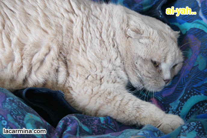 FUNNY PHOTO OF FAT PLUMP CAT SLEEPING ON BED, GARFIELD LOOKALIKES, OVERWEIGHT LOLCAT PHOTOS, SILLY PET PICTURES, what to feed pet cats, cute LOLCAT pet photos, playing housecat, Japanese kittens, blogging kitties, silly pet pose pictures, earless cat, fat cats, pet housecats, Famous celebrity pets, baby Scottish Fold, purebred cats, flop-eared fold breeders, where to buy scottish fold cats,  スコティッシュフォールド,  猫 