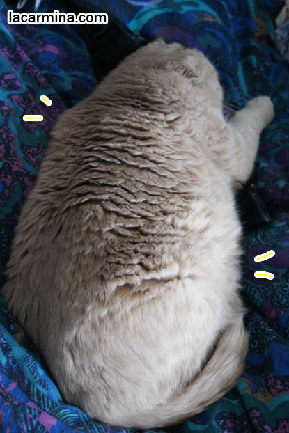 FUNNY PHOTO OF FAT PLUMP CAT SLEEPING ON BED, GARFIELD LOOKALIKES, OVERWEIGHT LOLCAT PHOTOS, SILLY PET PICTURES, what to feed pet cats, cute LOLCAT pet photos, playing housecat, Japanese kittens, blogging kitties, silly pet pose pictures, earless cat, fat cats, pet housecats, Famous celebrity pets, baby Scottish Fold, purebred cats, flop-eared fold breeders, where to buy scottish fold cats,  スコティッシュフォールド,  猫 
