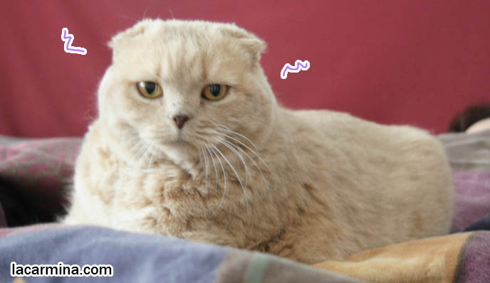 CAT SLEEPING ON TOP OF OWNER, PET CATS SLEEP IN BED WITH MASTERS, FUNNY SCOTTISH FOLD PHOTOS & VIDEOS, what to feed pet cats, cute LOLCAT pet photos, playing housecat, Japanese kittens, blogging kitties, silly pet pose pictures, earless cat, fat cats, pet housecats, Famous celebrity pets, baby Scottish Fold, purebred cats, flop-eared fold breeders, where to buy scottish fold cats, スコティッシュフォールド, 猫