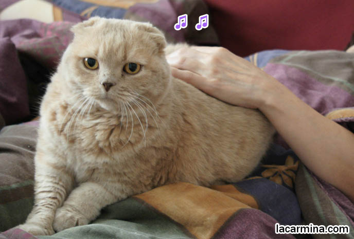 CAT SLEEPING ON TOP OF OWNER, PET CATS SLEEP IN BED WITH MASTERS, FUNNY SCOTTISH FOLD PHOTOS & VIDEOS, what to feed pet cats, cute LOLCAT pet photos, playing housecat, Japanese kittens, blogging kitties, silly pet pose pictures, earless cat, fat cats, pet housecats, Famous celebrity pets, baby Scottish Fold, purebred cats, flop-eared fold breeders, where to buy scottish fold cats, スコティッシュフォールド, 猫