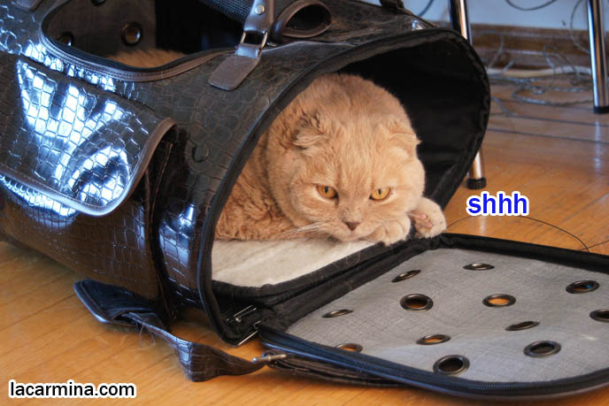 CUTE CAT HIDING INSIDE PET CARRIER, BEST BAGS FOR CARRYING PETS & CATS, DESIGNER PET CARRIER, what to feed pet cats, cute LOLCAT pet photos, playing housecat, Japanese kittens, blogging kitties, silly pet pose pictures, earless cat, fat cats, pet housecats, Famous celebrity pets, baby Scottish Fold, purebred cats, flop-eared fold breeders, where to buy scottish fold cats,  スコティッシュフォールド,  猫 