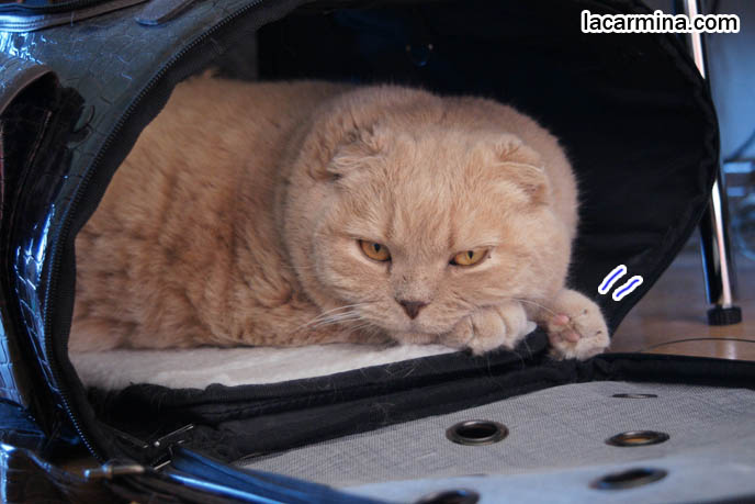 CUTE CAT HIDING INSIDE PET CARRIER, BEST BAGS FOR CARRYING PETS & CATS, DESIGNER PET CARRIER, what to feed pet cats, cute LOLCAT pet photos, playing housecat, Japanese kittens, blogging kitties, silly pet pose pictures, earless cat, fat cats, pet housecats, Famous celebrity pets, baby Scottish Fold, purebred cats, flop-eared fold breeders, where to buy scottish fold cats,  スコティッシュフォールド,  猫 