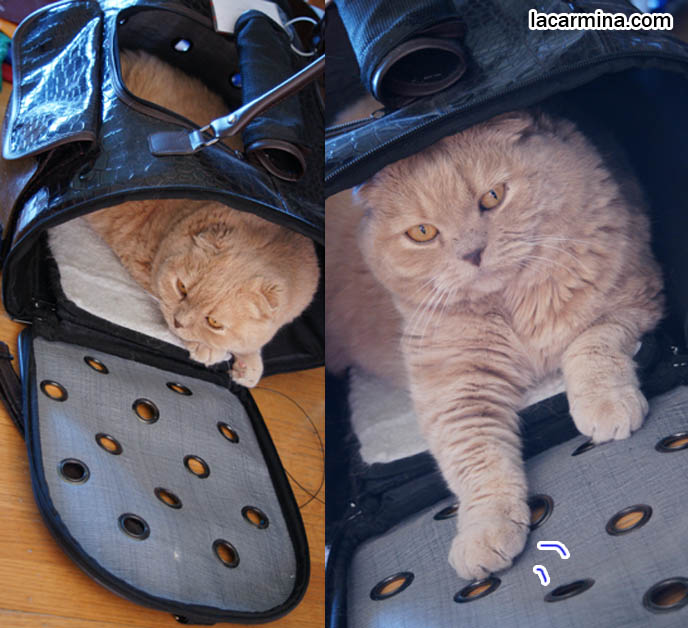 CUTE CAT HIDING INSIDE PET CARRIER, BEST BAGS FOR CARRYING PETS & CATS, DESIGNER PET CARRIER, what to feed pet cats, cute LOLCAT pet photos, playing housecat, Japanese kittens, blogging kitties, silly pet pose pictures, earless cat, fat cats, pet housecats, Famous celebrity pets, baby Scottish Fold, purebred cats, flop-eared fold breeders, where to buy scottish fold cats,  スコティッシュフォールド,  猫 