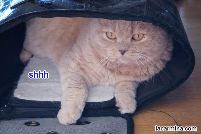 CUTE CAT HIDING INSIDE PET CARRIER, BEST BAGS FOR CARRYING PETS & CATS, DESIGNER PET CARRIER, what to feed pet cats, cute LOLCAT pet photos, playing housecat, Japanese kittens, blogging kitties, silly pet pose pictures, earless cat, fat cats, pet housecats, Famous celebrity pets, baby Scottish Fold, purebred cats, flop-eared fold breeders, where to buy scottish fold cats,  スコティッシュフォールド,  猫 