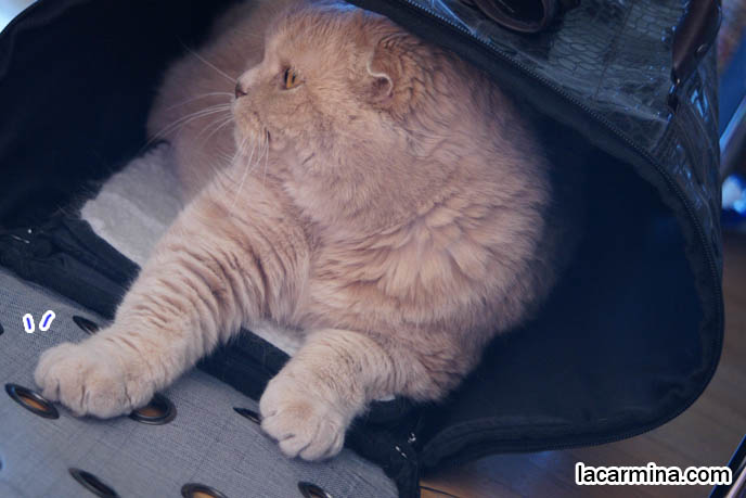 CUTE CAT HIDING INSIDE PET CARRIER, BEST BAGS FOR CARRYING PETS & CATS, DESIGNER PET CARRIER, what to feed pet cats, cute LOLCAT pet photos, playing housecat, Japanese kittens, blogging kitties, silly pet pose pictures, earless cat, fat cats, pet housecats, Famous celebrity pets, baby Scottish Fold, purebred cats, flop-eared fold breeders, where to buy scottish fold cats,  スコティッシュフォールド,  猫 