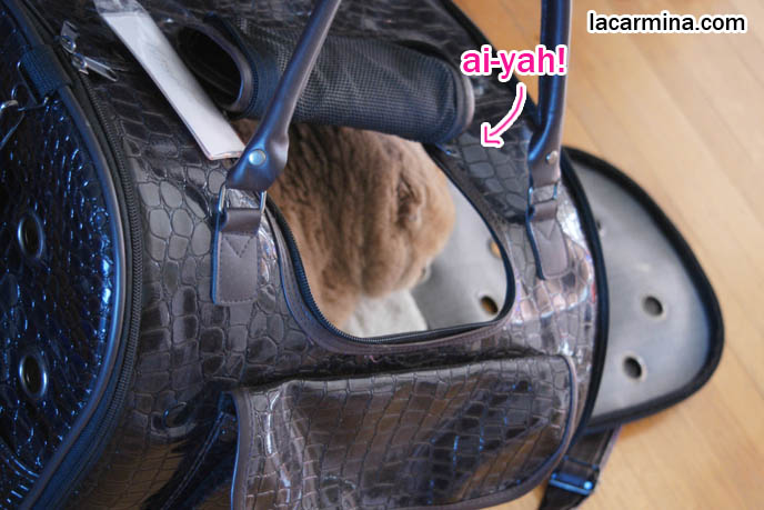 DESIGNER PET CARRIERS, CAT CARRYING BAGS & PURSES, BEST TRAVEL BAGS & CAGES FOR SPOILED CATS, TOYS AND PRODUCTS FOR pet cats, cute LOLCAT pet photos, hiding housecat, Japanese kittens, blogging kitties, silly pet pose pictures, earless cat, fat cats, pet housecats, Famous celebrity pets, baby Scottish Fold, purebred cats, flop-eared fold breeders, where to buy scottish fold cats,  スコティッシュフォールド,  猫 
