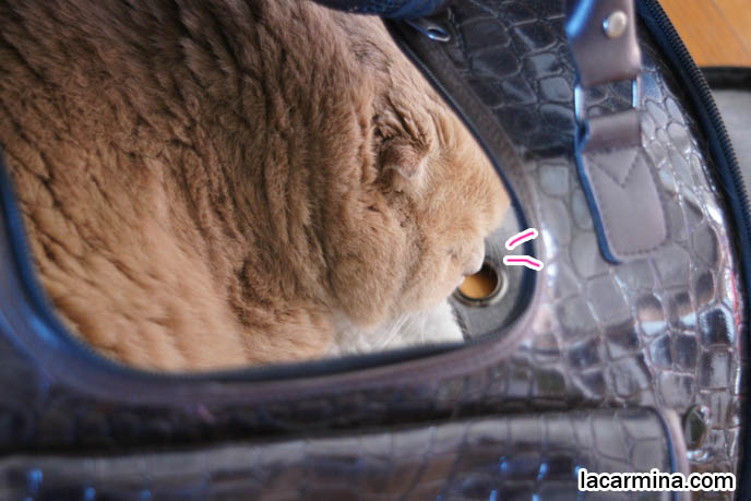 DESIGNER PET CARRIERS, CAT CARRYING BAGS & PURSES, BEST TRAVEL BAGS & CAGES FOR SPOILED CATS, TOYS AND PRODUCTS FOR pet cats, cute LOLCAT pet photos, hiding housecat, Japanese kittens, blogging kitties, silly pet pose pictures, earless cat, fat cats, pet housecats, Famous celebrity pets, baby Scottish Fold, purebred cats, flop-eared fold breeders, where to buy scottish fold cats,  スコティッシュフォールド,  猫 