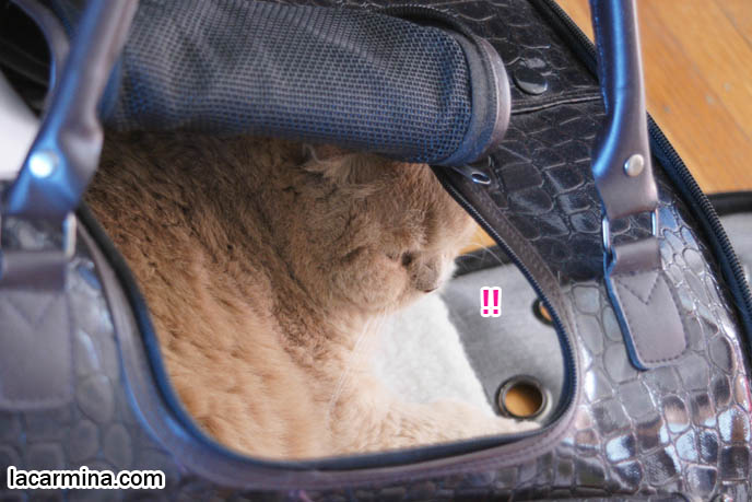 DESIGNER PET CARRIERS, CAT CARRYING BAGS & PURSES, BEST TRAVEL BAGS & CAGES FOR SPOILED CATS, TOYS AND PRODUCTS FOR pet cats, cute LOLCAT pet photos, hiding housecat, Japanese kittens, blogging kitties, silly pet pose pictures, earless cat, fat cats, pet housecats, Famous celebrity pets, baby Scottish Fold, purebred cats, flop-eared fold breeders, where to buy scottish fold cats,  スコティッシュフォールド,  猫 