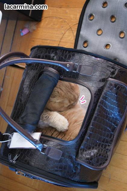 DESIGNER PET CARRIERS, CAT CARRYING BAGS & PURSES, BEST TRAVEL BAGS & CAGES FOR SPOILED CATS, TOYS AND PRODUCTS FOR pet cats, cute LOLCAT pet photos, hiding housecat, Japanese kittens, blogging kitties, silly pet pose pictures, earless cat, fat cats, pet housecats, Famous celebrity pets, baby Scottish Fold, purebred cats, flop-eared fold breeders, where to buy scottish fold cats,  スコティッシュフォールド,  猫 