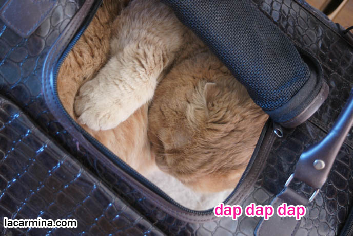 DESIGNER PET CARRIERS, CAT CARRYING BAGS & PURSES, BEST TRAVEL BAGS & CAGES FOR SPOILED CATS, TOYS AND PRODUCTS FOR pet cats, cute LOLCAT pet photos, hiding housecat, Japanese kittens, blogging kitties, silly pet pose pictures, earless cat, fat cats, pet housecats, Famous celebrity pets, baby Scottish Fold, purebred cats, flop-eared fold breeders, where to buy scottish fold cats,  スコティッシュフォールド,  猫 