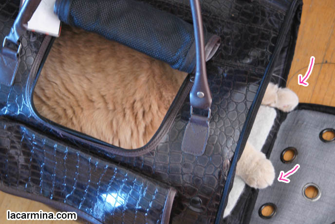 DESIGNER PET CARRIERS, CAT CARRYING BAGS & PURSES, BEST TRAVEL BAGS & CAGES FOR SPOILED CATS, TOYS AND PRODUCTS FOR pet cats, cute LOLCAT pet photos, hiding housecat, Japanese kittens, blogging kitties, silly pet pose pictures, earless cat, fat cats, pet housecats, Famous celebrity pets, baby Scottish Fold, purebred cats, flop-eared fold breeders, where to buy scottish fold cats,  スコティッシュフォールド,  猫 