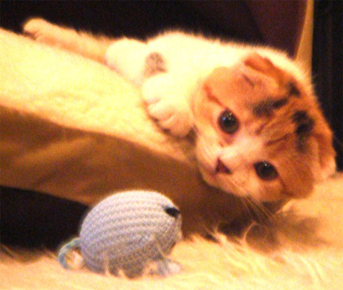 CALICO SCOTTISH FOLD KITTEN! BABY FOLD-EARED CAT INSIDE PAPER BAG, PLAYING WITH MOUSE TOY, EATING FROM SPOON, Scottish fold kittens where to find breeder in new york, NYC purebred calico spotted cats, cute LOLCAT pet photos, hiding housecat, Japanese kittens, silly pet pose pictures, earless cat, where to buy pet scottish fold cats,  スコティッシュフォールド,  猫 
