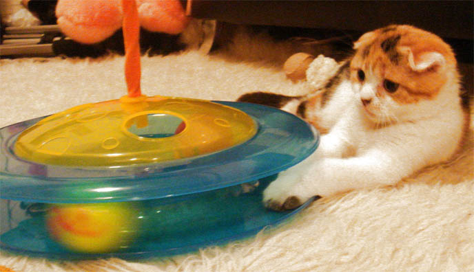 CALICO SCOTTISH FOLD KITTEN! BABY FOLD-EARED CAT INSIDE PAPER BAG, PLAYING WITH MOUSE TOY, EATING FROM SPOON, Scottish fold kittens where to find breeder in new york, NYC purebred calico spotted cats, cute LOLCAT pet photos, hiding housecat, Japanese kittens, silly pet pose pictures, earless cat, where to buy pet scottish fold cats,  スコティッシュフォールド,  猫 