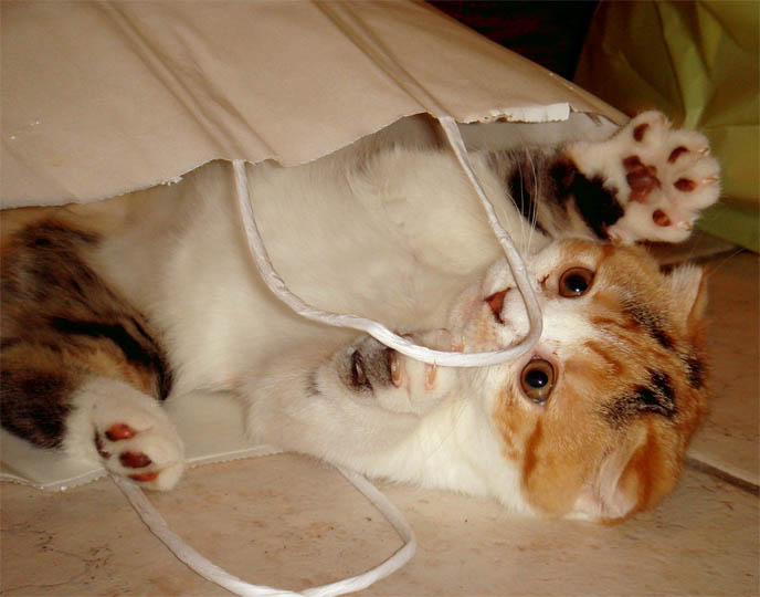 CALICO SCOTTISH FOLD KITTEN! BABY FOLD-EARED CAT INSIDE PAPER BAG, PLAYING WITH MOUSE TOY, EATING FROM SPOON, Scottish fold kittens where to find breeder in new york, NYC purebred calico spotted cats, cute LOLCAT pet photos, hiding housecat, Japanese kittens, silly pet pose pictures, earless cat, where to buy pet scottish fold cats,  スコティッシュフォールド,  猫 