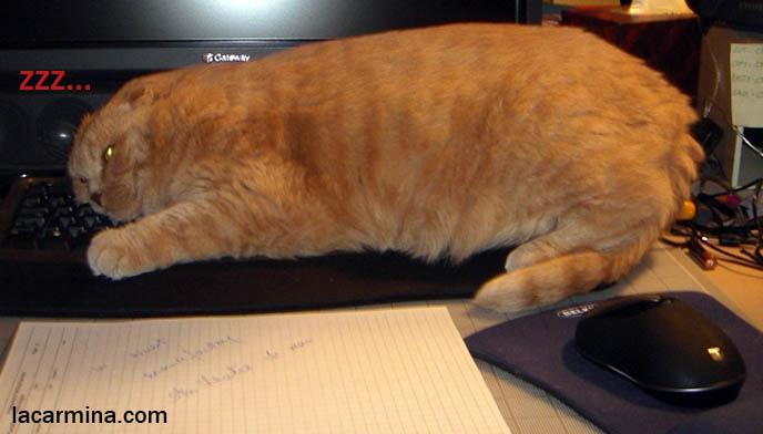 LOLCAT SLEEPING ON COMPUTER KEYBOARD. CATS SIT EVERYWHERE YOU WANT TO WORK. Scottish fold kittens where to find breeder in new york, computer monitor silly pet cat, funny cute LOLCAT pet photos, hiding housecat, Japanese kittens, silly pet pose pictures, earless cat, where to buy pet scottish fold cats,  スコティッシュフォールド,  猫 