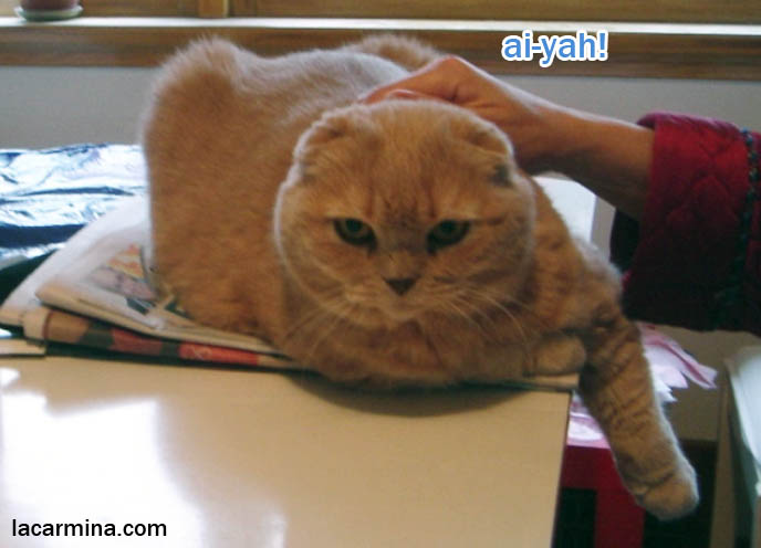 PET CAT SURGERY! SCOTTISH FOLD CAT UNDERGOING OPERATION, VETERINARY TREATMENT. playful CAT SITTING ON TABLE AND NEWSPAPER, photos of veterinary operations, Scottish fold kittens where to find breeder, funny cute LOLCAT pet photos, hiding housecat, Japanese kittens, silly pet pose pictures, earless cat, where to buy pet scottish fold cats,  スコティッシュフォールド,  猫 