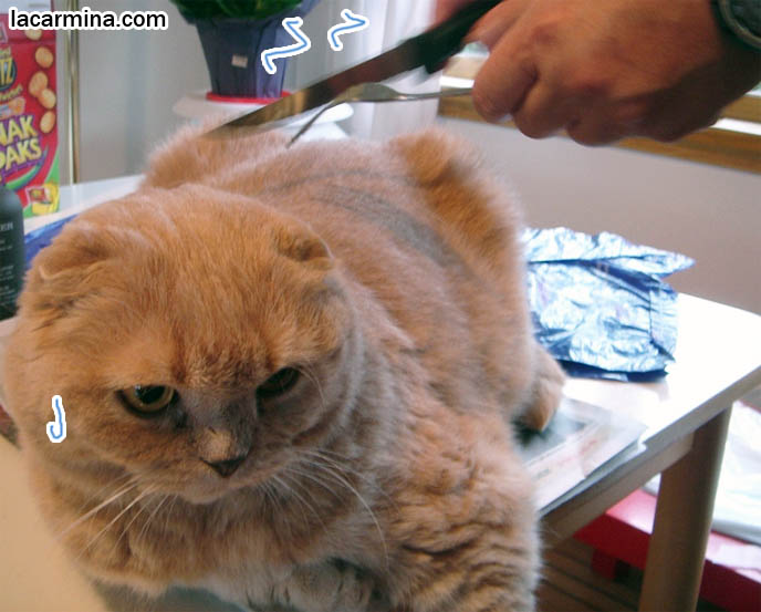 PET CAT SURGERY! SCOTTISH FOLD CAT UNDERGOING OPERATION, VETERINARY TREATMENT. playful CAT SITTING ON TABLE AND NEWSPAPER, photos of veterinary operations, Scottish fold kittens where to find breeder, funny cute LOLCAT pet photos, hiding housecat, Japanese kittens, silly pet pose pictures, earless cat, where to buy pet scottish fold cats,  スコティッシュフォールド,  猫 