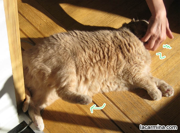 CAT RAISING HIND LEG WHILE GETTING CHIN RUB, SENSITIVE SPOTS ON PET CAT'S BODY. playful kitty tummy rub, thick long haired fur coat, Scottish fold kittens where to find breeder, funny cute LOLCAT pet photos, silly pet pictures, earless cat, flop eared scottish folds, raising pet scottish fold cats, catcare スコティッシュフォールド,  猫 