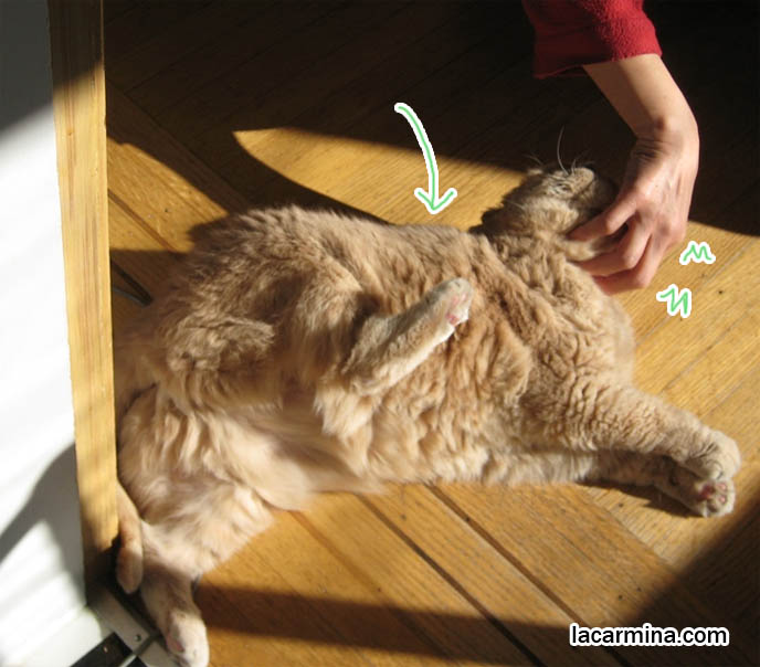 CAT RAISING HIND LEG WHILE GETTING CHIN RUB, SENSITIVE SPOTS ON PET CAT'S BODY. playful kitty tummy rub, thick long haired fur coat, Scottish fold kittens where to find breeder, funny cute LOLCAT pet photos, silly pet pictures, earless cat, flop eared scottish folds, raising pet scottish fold cats, catcare スコティッシュフォールド,  猫 