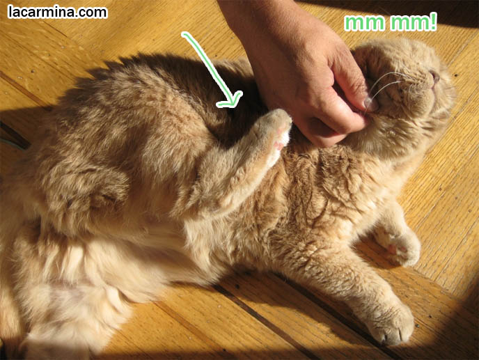 CAT RAISING HIND LEG WHILE GETTING CHIN RUB, SENSITIVE SPOTS ON PET CAT'S BODY. playful kitty tummy rub, thick long haired fur coat, Scottish fold kittens where to find breeder, funny cute LOLCAT pet photos, silly pet pictures, earless cat, flop eared scottish folds, raising pet scottish fold cats, catcare スコティッシュフォールド,  猫 