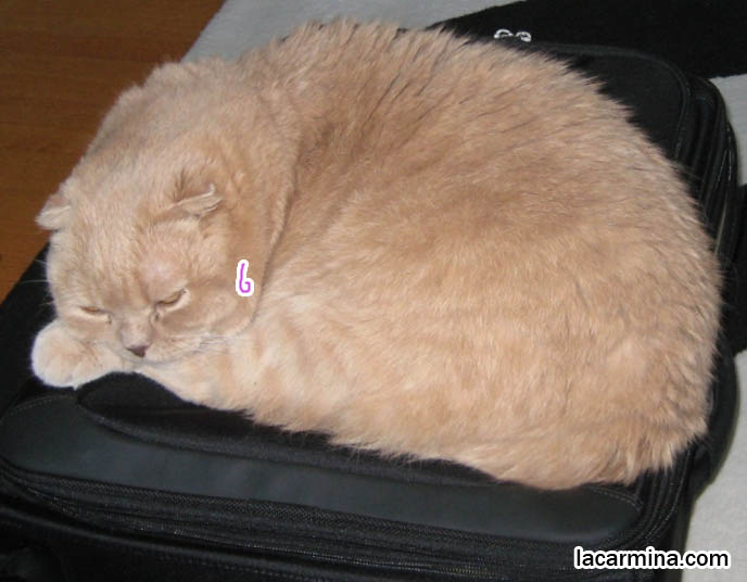 Big Solid Brown Cat With Thick Fur Big Solid Brown Cat With Thick Fur
