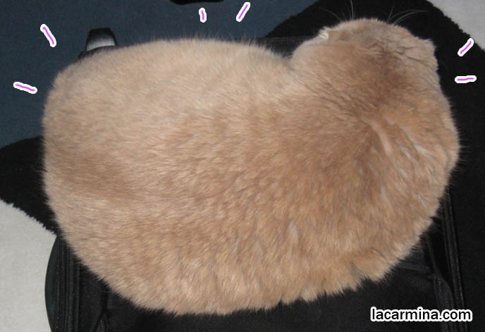 CURLED UP YELLOW-BROWN CAT SITTING ON SUITCASE. BIG FURRY PILLOW, SOLID CREAM COLORED FUR ON PET CATS. playful kitty, thick long haired fur coat, Scottish fold kittens where to find breeder, funny cute LOLCAT pet photos, silly pet pictures, earless cat, flop eared scottish folds, raising pet scottish fold cats, catcare スコティッシュフォールド,  猫 