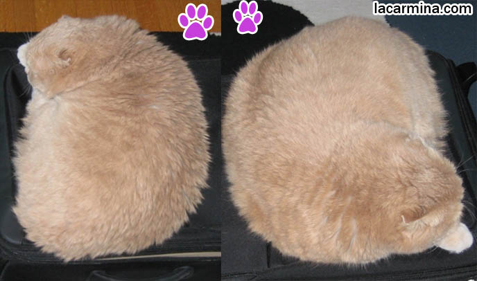 CURLED UP YELLOW-BROWN CAT SITTING ON SUITCASE. BIG FURRY PILLOW, SOLID CREAM COLORED FUR ON PET CATS. playful kitty, thick long haired fur coat, Scottish fold kittens where to find breeder, funny cute LOLCAT pet photos, silly pet pictures, earless cat, flop eared scottish folds, raising pet scottish fold cats, catcare スコティッシュフォールド,  猫 