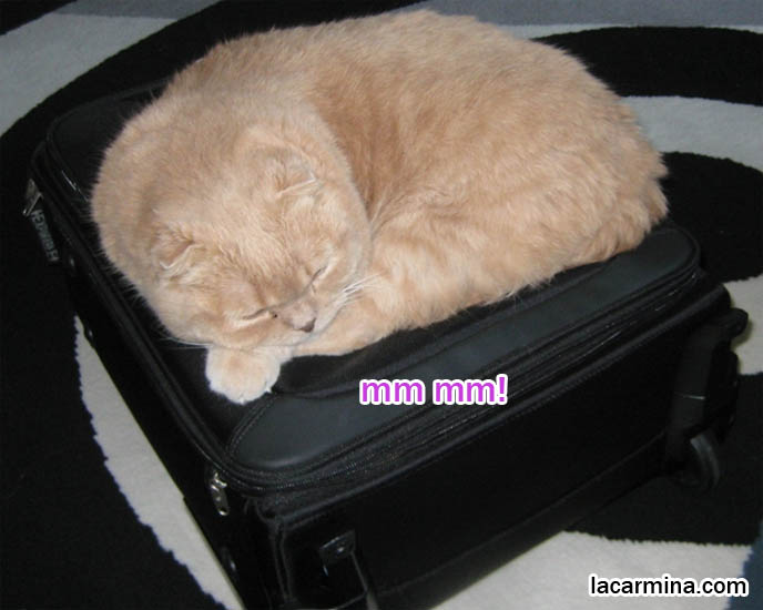 CUTE YUMMY TIME COOKBOOK STAR, SCOTTISH FOLD CAT FROM BOOK INSPIRED BY JAPANESE BENTO RECIPES. CURLED UP YELLOW-BROWN CAT SITTING ON SUITCASE. BIG FURRY PILLOW, SOLID CREAM COLORED FUR ON PET CATS. playful kitty, thick long haired fur coat, Scottish fold kittens where to find breeder, funny cute LOLCAT pet photos, silly pet pictures, earless cat, flop eared scottish folds, raising pet scottish fold cats, catcare スコティッシュフォールド,  猫 