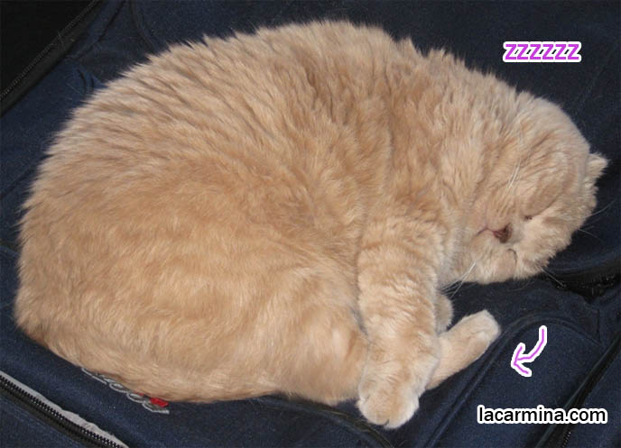 CUTE YUMMY TIME COOKBOOK STAR, SCOTTISH FOLD CAT FROM BOOK INSPIRED BY JAPANESE BENTO RECIPES. CURLED UP YELLOW-BROWN CAT SITTING ON SUITCASE. BIG FURRY PILLOW, SOLID CREAM COLORED FUR ON PET CATS. playful kitty, thick long haired fur coat, Scottish fold kittens where to find breeder, funny cute LOLCAT pet photos, silly pet pictures, earless cat, flop eared scottish folds, raising pet scottish fold cats, catcare スコティッシュフォールド,  猫 