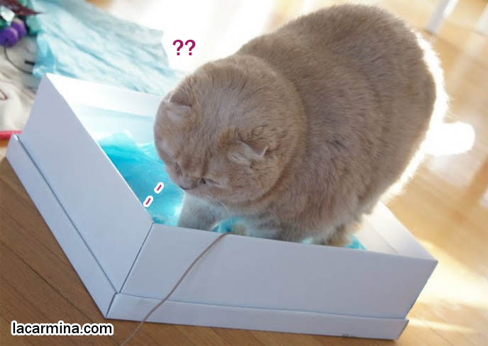 CUTEST SCOTTISH FOLD IN THE WORLD SITTING IN A SHOE BOX, LOOKING FOR MOUSE. CURIOUS CAT FACE, PLAYFUL FLOP-EARED PUREBRED CAT. most adorable playful kitty, winner of cat shows, award winning coupari, tiny ears show standards for Scottish fold, funny cute LOLCAT pet photos, silly pet pictures, earless cat, flop eared scottish folds, raising pet scottish fold cats, catcare スコティッシュフォールド,  猫 