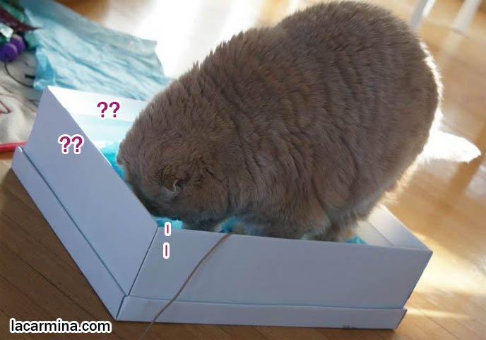 CUTEST SCOTTISH FOLD IN THE WORLD SITTING IN A SHOE BOX, LOOKING FOR MOUSE. CURIOUS CAT FACE, PLAYFUL FLOP-EARED PUREBRED CAT. most adorable playful kitty, winner of cat shows, award winning coupari, tiny ears show standards for Scottish fold, funny cute LOLCAT pet photos, silly pet pictures, earless cat, flop eared scottish folds, raising pet scottish fold cats, catcare スコティッシュフォールド,  猫 