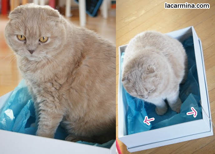 CUTEST SCOTTISH FOLD IN THE WORLD SITTING IN A SHOE BOX, LOOKING FOR MOUSE. CURIOUS CAT FACE, PLAYFUL FLOP-EARED PUREBRED CAT. most adorable playful kitty, winner of cat shows, award winning coupari, tiny ears show standards for Scottish fold, funny cute LOLCAT pet photos, silly pet pictures, earless cat, flop eared scottish folds, raising pet scottish fold cats, catcare スコティッシュフォールド,  猫 