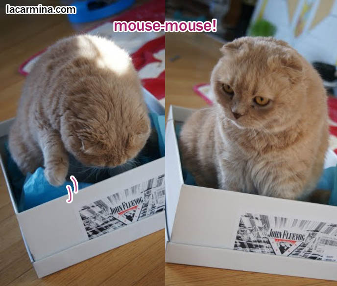 CUTEST SCOTTISH FOLD IN THE WORLD SITTING IN A SHOE BOX, LOOKING FOR MOUSE. CURIOUS CAT FACE, PLAYFUL FLOP-EARED PUREBRED CAT. most adorable playful kitty, winner of cat shows, award winning coupari, tiny ears show standards for Scottish fold, funny cute LOLCAT pet photos, silly pet pictures, earless cat, flop eared scottish folds, raising pet scottish fold cats, catcare スコティッシュフォールド,  猫 