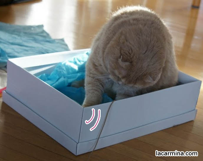CUTEST SCOTTISH FOLD IN THE WORLD SITTING IN A SHOE BOX, LOOKING FOR MOUSE. CURIOUS CAT FACE, PLAYFUL FLOP-EARED PUREBRED CAT. most adorable playful kitty, winner of cat shows, award winning coupari, tiny ears show standards for Scottish fold, funny cute LOLCAT pet photos, silly pet pictures, earless cat, flop eared scottish folds, raising pet scottish fold cats, catcare スコティッシュフォールド,  猫 