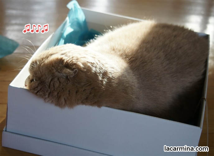 FAT FURRY SCOTTISH FOLD CAT INSIDE A SHOE BOX. CUTE FUNNY CAT FACE EXPRESSIONS, CLOSE-UP PROFESSIONAL PHOTOS OF PETS, most adorable playful kitty, winner of cat shows, award winning coupari, tiny ears show standards for Scottish fold, funny cute LOLCAT pet photos, silly pet pictures, earless cat, flop eared scottish folds, raising pet scottish fold cats, catcare スコティッシュフォールド, 猫