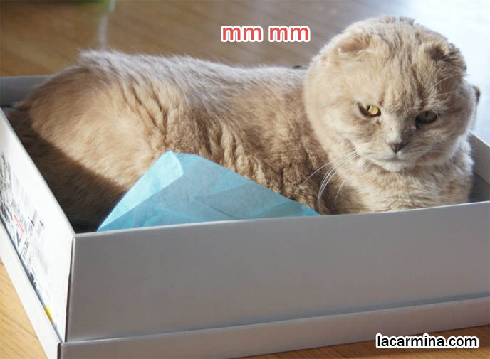 FAT FURRY SCOTTISH FOLD CAT INSIDE A SHOE BOX. CUTE FUNNY CAT FACE EXPRESSIONS, CLOSE-UP PROFESSIONAL PHOTOS OF PETS, most adorable playful kitty, winner of cat shows, award winning coupari, tiny ears show standards for Scottish fold, funny cute LOLCAT pet photos, silly pet pictures, earless cat, flop eared scottish folds, raising pet scottish fold cats, catcare スコティッシュフォールド, 猫