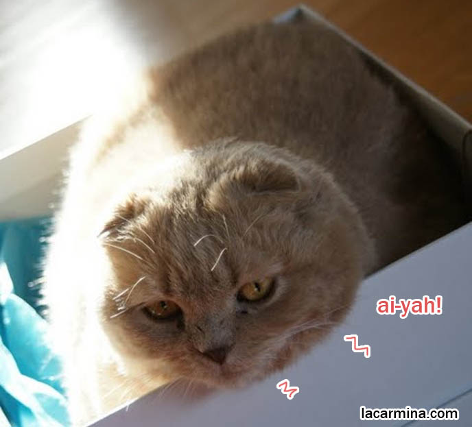 FAT FURRY SCOTTISH FOLD CAT INSIDE A SHOE BOX. CUTE FUNNY CAT FACE EXPRESSIONS, CLOSE-UP PROFESSIONAL PHOTOS OF PETS, most adorable playful kitty, winner of cat shows, award winning coupari, tiny ears show standards for Scottish fold, funny cute LOLCAT pet photos, silly pet pictures, earless cat, flop eared scottish folds, raising pet scottish fold cats, catcare スコティッシュフォールド, 猫
