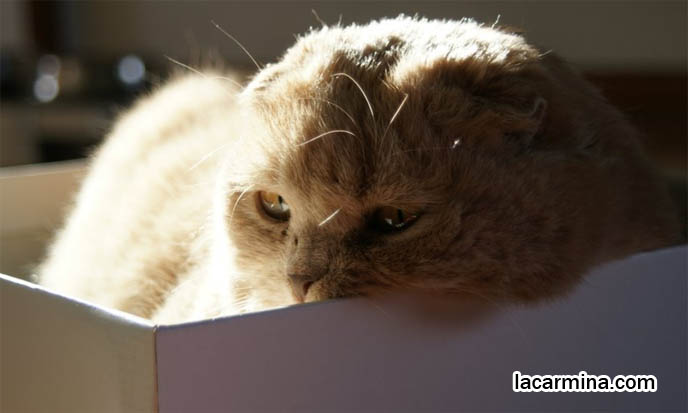 CUTEST PHOTOS OF PUREBRED, AWARD WINNING SCOTTISH FOLD CAT POKING HEAD OUTSIDE BOX. SHOW CATS, CONTEST & COMPETITION COUPARIS, FAT FURRY SCOTTISH FOLD CAT INSIDE A SHOE BOX. CUTE FUNNY CAT FACE EXPRESSIONS, CLOSE-UP PROFESSIONAL PHOTOS OF PETS, most adorable playful kitty, winner of cat shows, award winning coupari, tiny ears show standards for Scottish fold, funny cute LOLCAT pet photos, silly pet pictures, earless cat, flop eared scottish folds, raising pet scottish fold cats, catcare スコティッシュフォールド, 猫