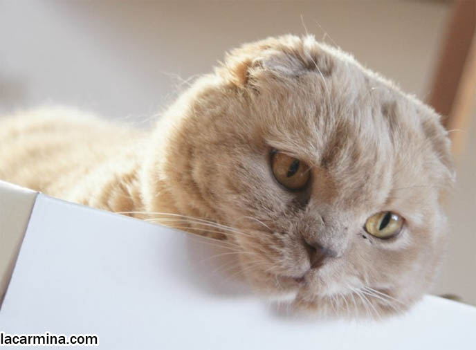 CUTEST PHOTOS OF PUREBRED, AWARD WINNING SCOTTISH FOLD CAT POKING HEAD OUTSIDE BOX. SHOW CATS, CONTEST & COMPETITION COUPARIS, FAT FURRY SCOTTISH FOLD CAT INSIDE A SHOE BOX. CUTE FUNNY CAT FACE EXPRESSIONS, CLOSE-UP PROFESSIONAL PHOTOS OF PETS, most adorable playful kitty, winner of cat shows, award winning coupari, tiny ears show standards for Scottish fold, funny cute LOLCAT pet photos, silly pet pictures, earless cat, flop eared scottish folds, raising pet scottish fold cats, catcare スコティッシュフォールド, 猫