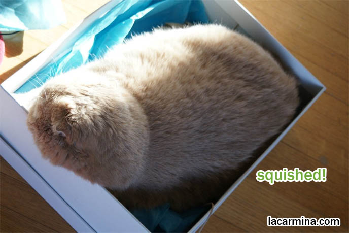 WHY DO CATS LIKE SITTING IN BOXES? FUNNY LOLCAT PHOTOS OF CAT CURLED UP IN SHOEBOX, ROUND HEAD POKING OUT SIDE, CUTEST PHOTOS OF PUREBRED, AWARD WINNING SCOTTISH FOLD CATS, SHOW CONTEST & COMPETITION COUPARIS, FAT FURRY SCOTTISH FOLD CAT INSIDE A SHOE BOX. CUTE FUNNY CAT FACE EXPRESSIONS, CLOSE-UP PROFESSIONAL PHOTOS OF PETS, most adorable playful kitty, winner of cat shows, award winning coupari, tiny ears show standards for Scottish fold, funny cute LOLCAT pet photos, silly pet pictures, earless cat, flop eared scottish folds, raising pet scottish fold cats, catcare スコティッシュフォールド, 猫