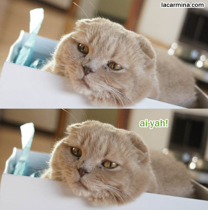 WHY DO CATS LIKE SITTING IN BOXES? FUNNY LOLCAT PHOTOS OF CAT CURLED UP IN SHOEBOX, ROUND HEAD POKING OUT SIDE, CUTEST PHOTOS OF PUREBRED, AWARD WINNING SCOTTISH FOLD CATS, SHOW CONTEST & COMPETITION COUPARIS, FAT FURRY SCOTTISH FOLD CAT INSIDE A SHOE BOX. CUTE FUNNY CAT FACE EXPRESSIONS, CLOSE-UP PROFESSIONAL PHOTOS OF PETS, most adorable playful kitty, winner of cat shows, award winning coupari, tiny ears show standards for Scottish fold, funny cute LOLCAT pet photos, silly pet pictures, earless cat, flop eared scottish folds, raising pet scottish fold cats, catcare スコティッシュフォールド, 猫