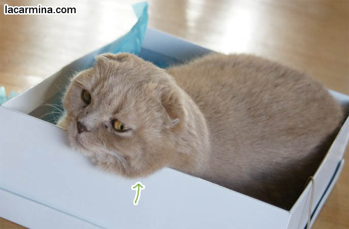 WHY DO CATS LIKE SITTING IN BOXES? FUNNY LOLCAT PHOTOS OF CAT CURLED UP IN SHOEBOX, ROUND HEAD POKING OUT SIDE, CUTEST PHOTOS OF PUREBRED, AWARD WINNING SCOTTISH FOLD CATS, SHOW CONTEST & COMPETITION COUPARIS, FAT FURRY SCOTTISH FOLD CAT INSIDE A SHOE BOX. CUTE FUNNY CAT FACE EXPRESSIONS, CLOSE-UP PROFESSIONAL PHOTOS OF PETS, most adorable playful kitty, winner of cat shows, award winning coupari, tiny ears show standards for Scottish fold, funny cute LOLCAT pet photos, silly pet pictures, earless cat, flop eared scottish folds, raising pet scottish fold cats, catcare スコティッシュフォールド, 猫