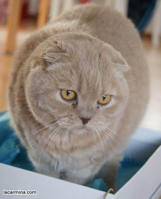 WHY DO CATS LIKE SITTING IN BOXES? FUNNY LOLCAT PHOTOS OF CAT CURLED UP IN SHOEBOX, ROUND HEAD POKING OUT SIDE, SCOTTISH FOLD CATS LOOK LIKE OWLS. BABY CELEBRITY CAT, FAMOUS PETS OF ACTRESSES & HOLLYWOOD STARS, FAT FURRY SCOTTISH FOLD CAT INSIDE A SHOE BOX. CUTE FUNNY CAT FACE EXPRESSIONS, CLOSE-UP PROFESSIONAL PHOTOS OF PETS, most adorable playful kitty, winner of cat shows, award winning coupari, tiny ears show standards for Scottish fold, funny cute LOLCAT pet photos, silly pet pictures, earless cat, flop eared scottish folds, raising pet scottish fold cats, catcare スコティッシュフォールド, 猫