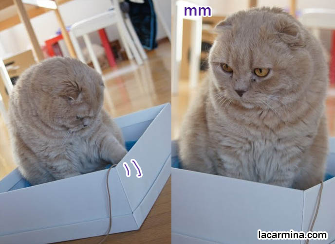 WHY DO CATS LIKE SITTING IN BOXES? FUNNY LOLCAT PHOTOS OF CAT CURLED UP IN SHOEBOX, ROUND HEAD POKING OUT SIDE, SCOTTISH FOLD CATS LOOK LIKE OWLS. BABY CELEBRITY CAT, FAMOUS PETS OF ACTRESSES & HOLLYWOOD STARS, FAT FURRY SCOTTISH FOLD CAT INSIDE A SHOE BOX. CUTE FUNNY CAT FACE EXPRESSIONS, CLOSE-UP PROFESSIONAL PHOTOS OF PETS, most adorable playful kitty, winner of cat shows, award winning coupari, tiny ears show standards for Scottish fold, funny cute LOLCAT pet photos, silly pet pictures, earless cat, flop eared scottish folds, raising pet scottish fold cats, catcare スコティッシュフォールド, 猫